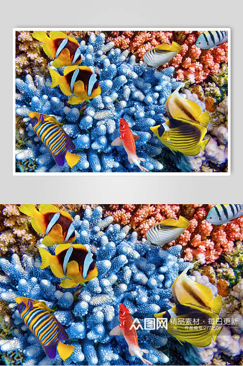 海底世界海洋生物图片素材