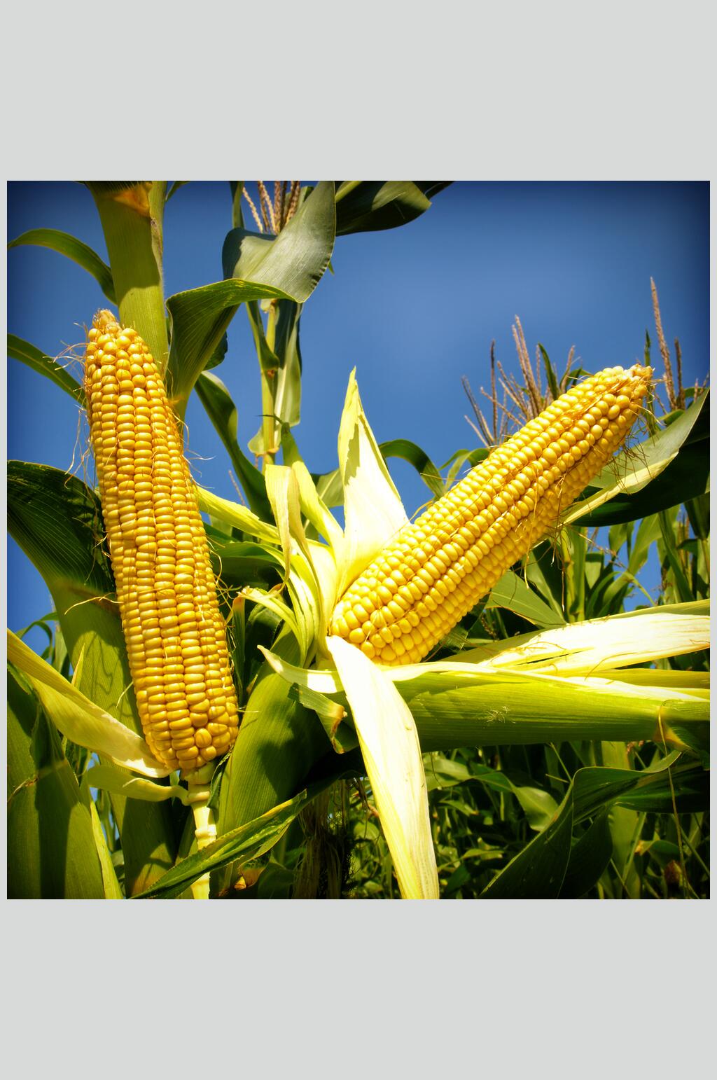 清新金黄玉米食物高清图片