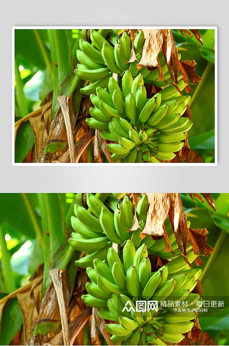 绿色有机香蕉图片素材