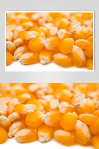 农产品玉米粒高清图片