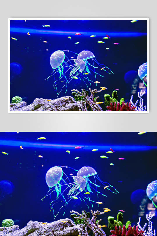 唯美水母海底世界海洋生物图片