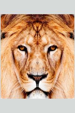 狮子图片草原狮子王公狮子雄狮狮子王