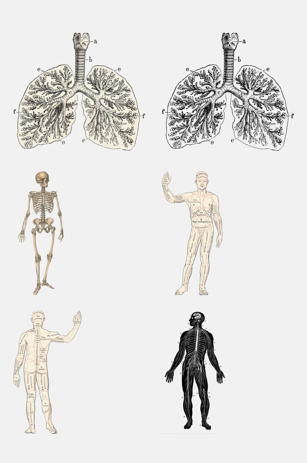 创意人体器官解剖图免抠元素