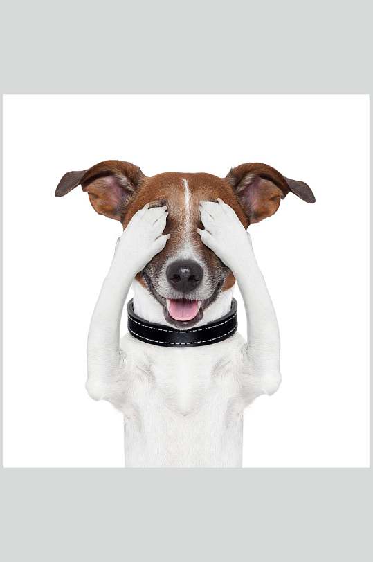 捂眼睛狗狗动物图片