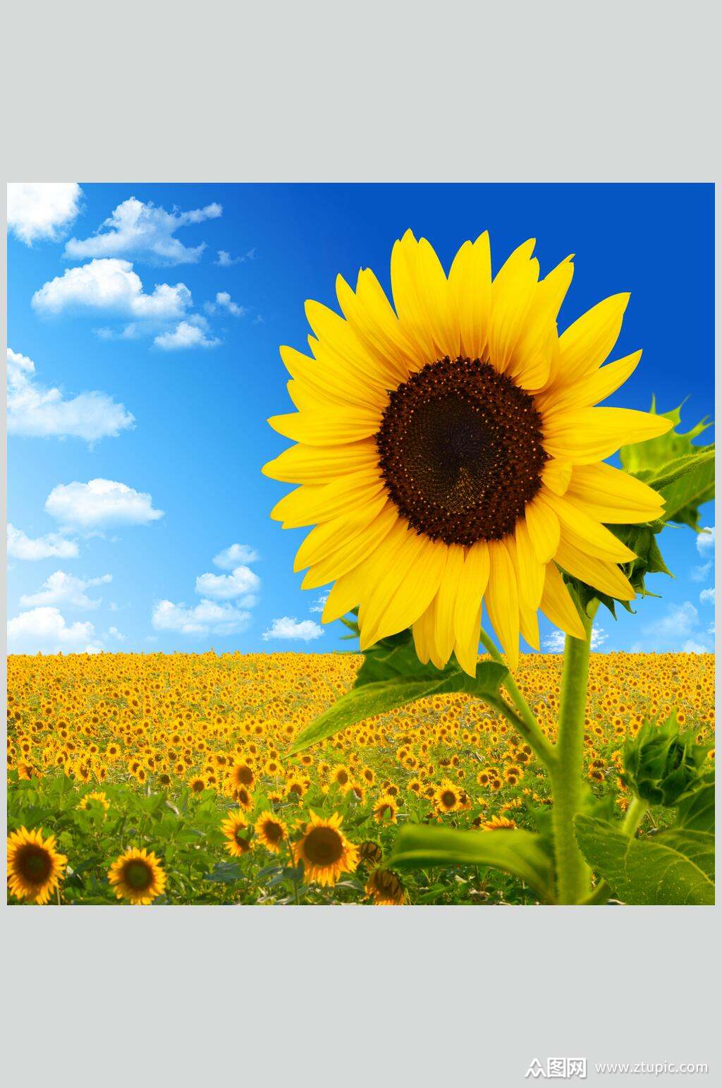 高端简洁色向日葵原野图片素材