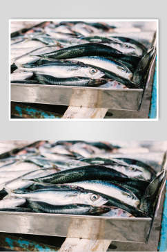 新鲜海鱼水产品海鲜餐饮食品图片