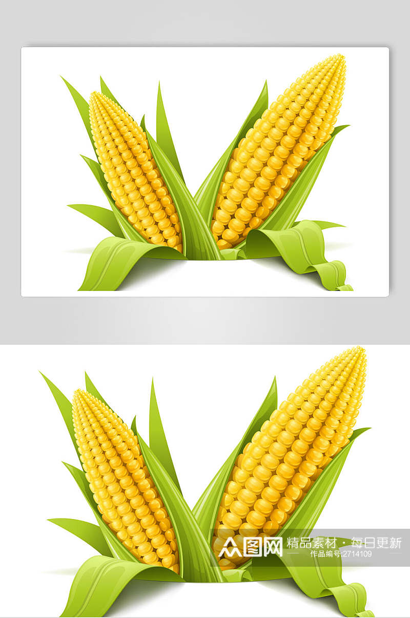 清新有机玉米图片素材