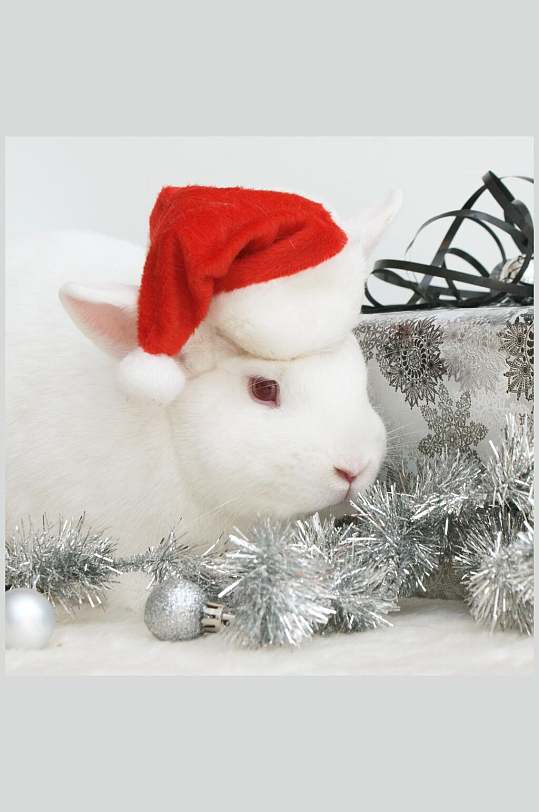 圣诞帽小白兔动物图片