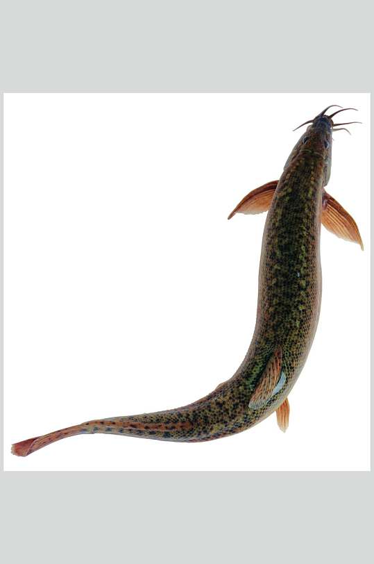 白底泥鳅海鲜美食餐饮摄影图片