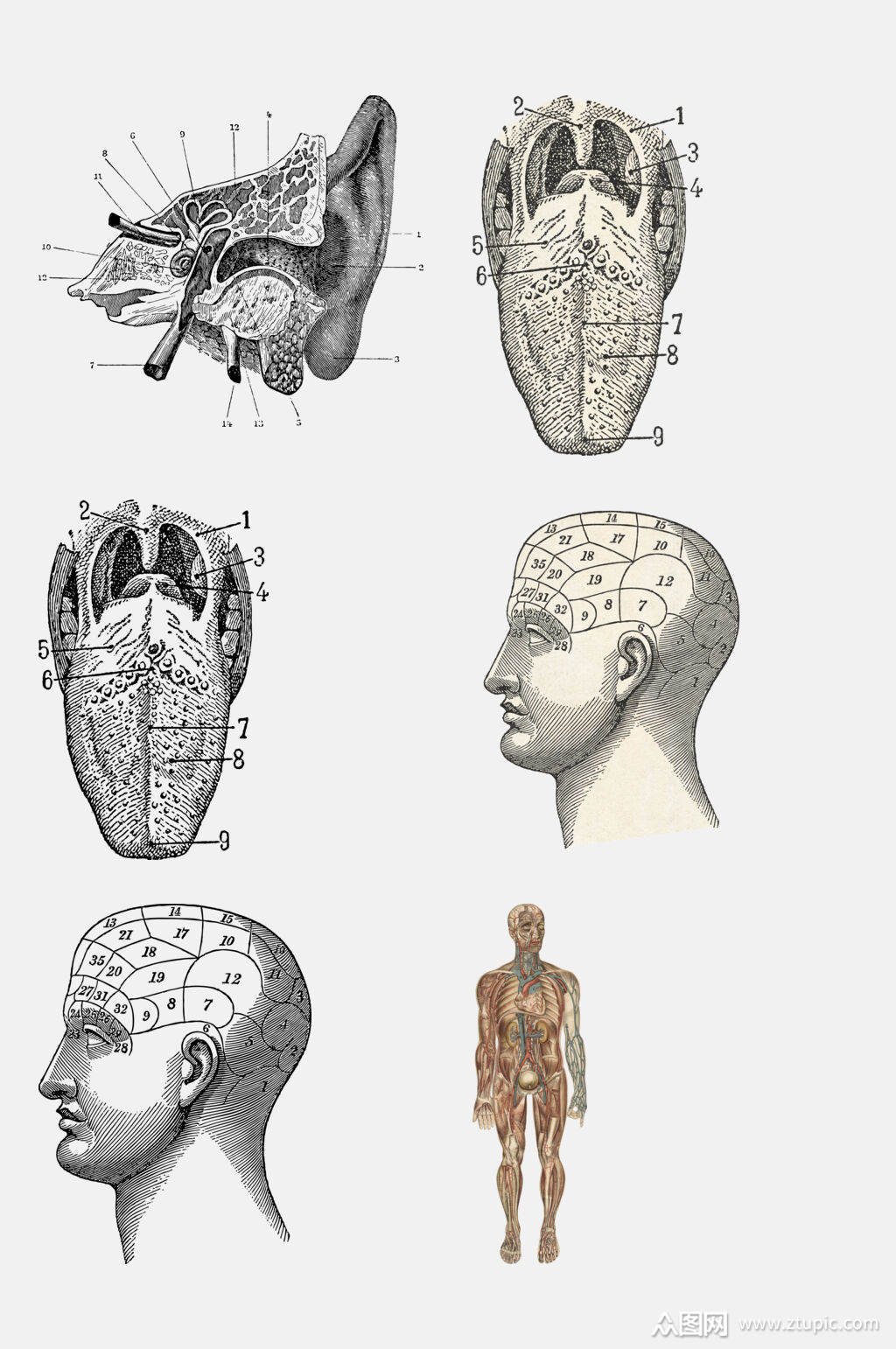人体医学图片素材_医学人体解剖图_人体医学图片