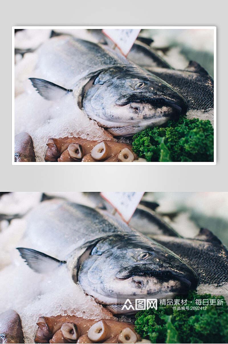 冰镇美味海鱼水产品海鲜餐饮摄影图片素材
