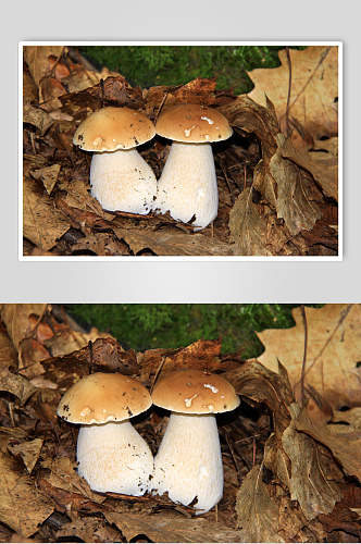 野生蘑菇菌子蔬菜摄影图片