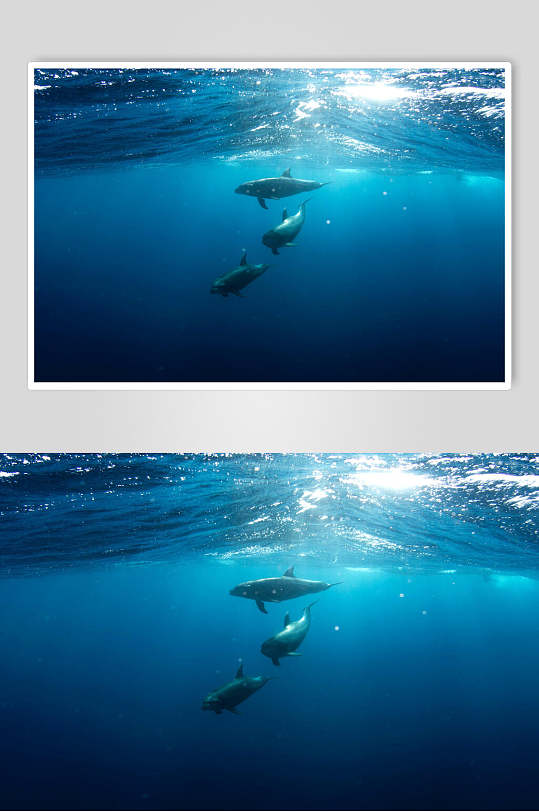 湛蓝色海豚海边风景图片