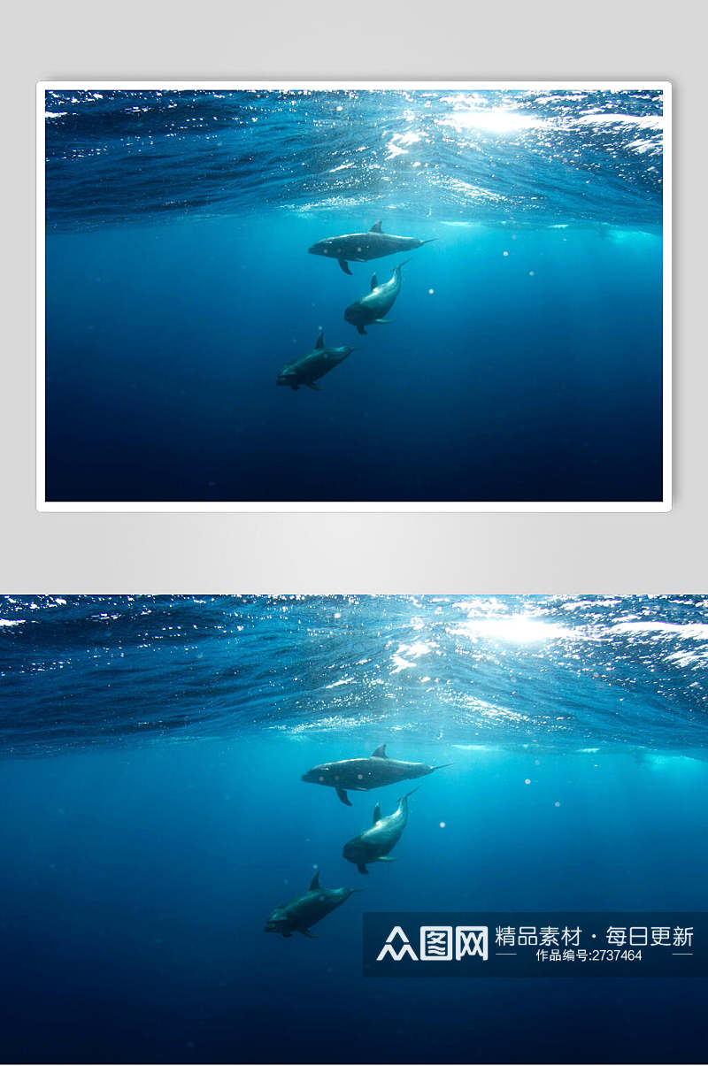 湛蓝色海豚海边风景图片素材