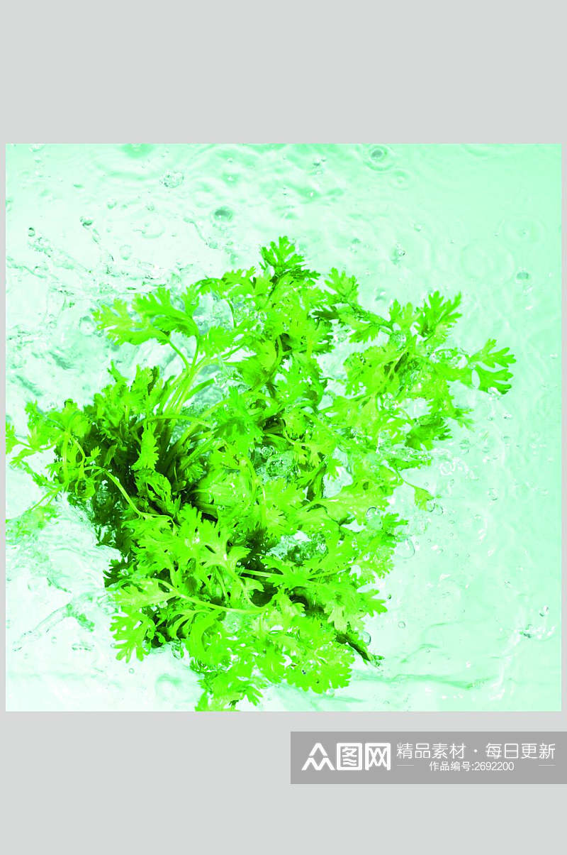 绿色蔬菜食物摄影图片素材