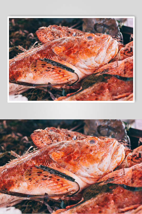 招牌精品红鱼水产品海鲜餐饮食品图片