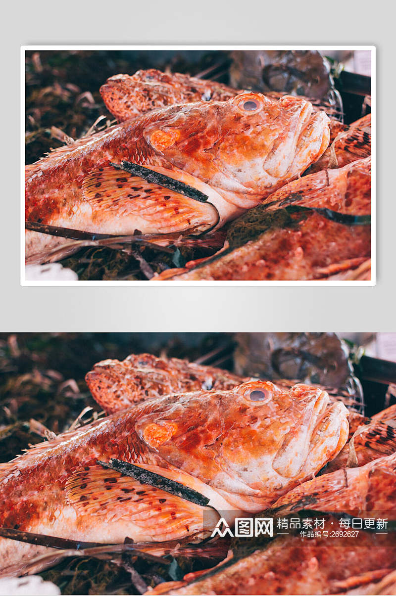 招牌精品红鱼水产品海鲜餐饮食品图片素材