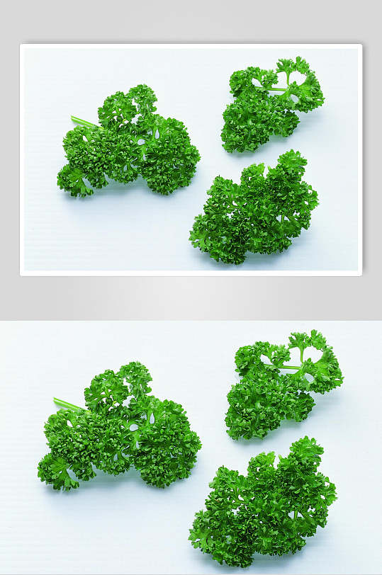 清新绿色西蓝花蔬菜摄影图片