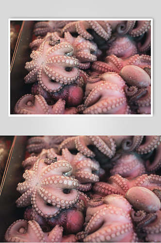 八爪鱼水产品海鲜餐饮食品图片