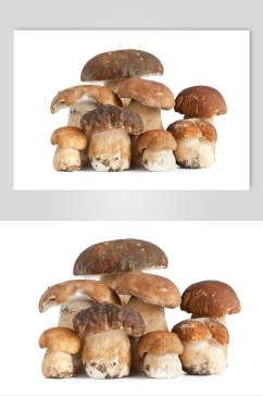 菌子蘑菇蔬菜食物摄影图片