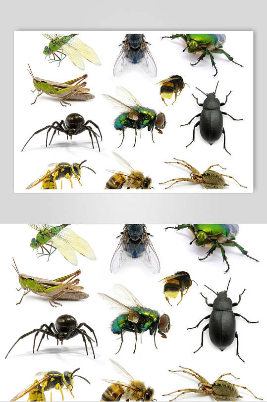 创意生物昆虫高清图片