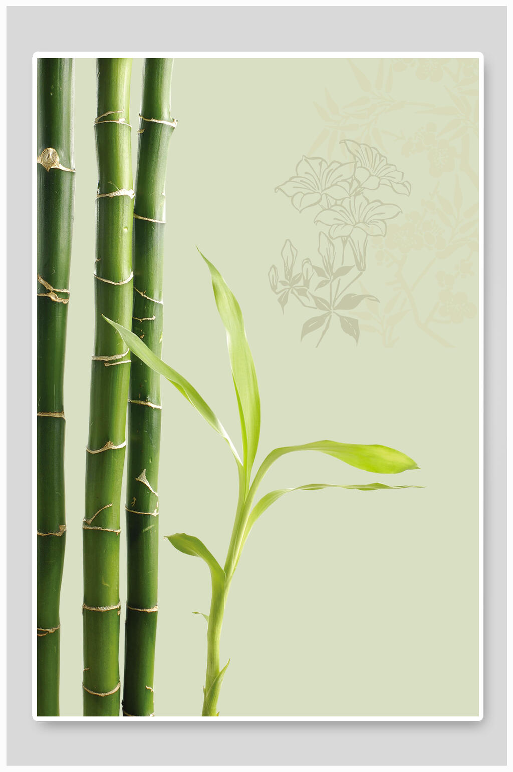 竹子的植物名片图片