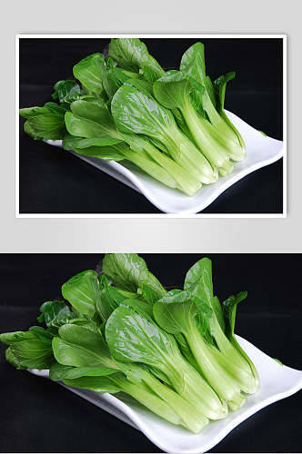 新鲜上海青青菜图片