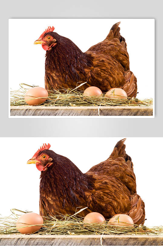 母鸡农家土鸡蛋食品图片