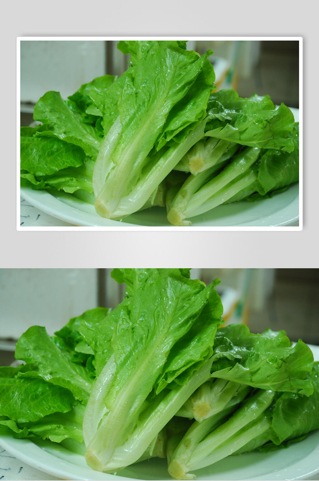 新鲜生菜青菜摄影图片素材