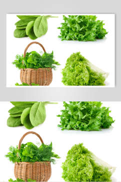 新鲜绿色有机青菜图片