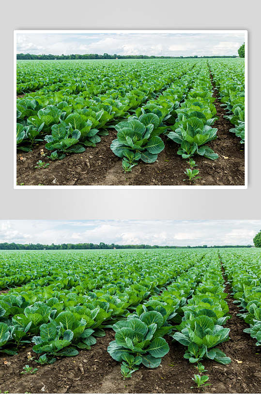 菜地青菜餐饮图片-众图网