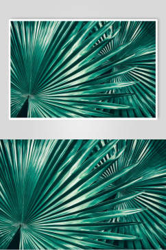 棕榈植物叶子高清图片