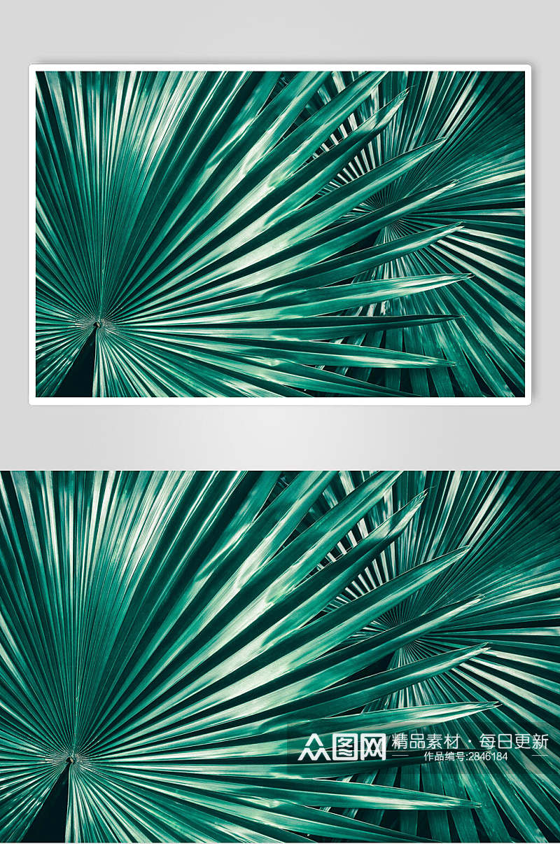 棕榈植物叶子高清图片素材