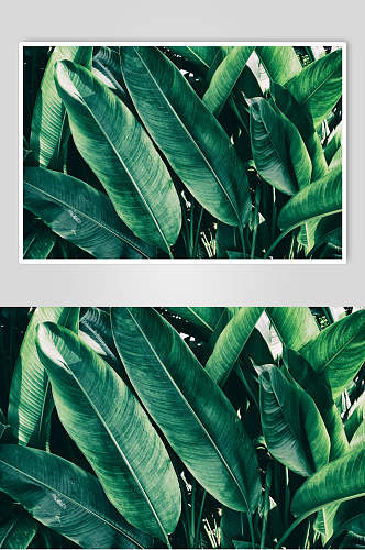 时尚绿色植物叶子图片