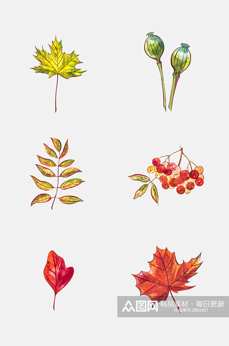 秋季秋天水彩叶子花卉免抠元素素材