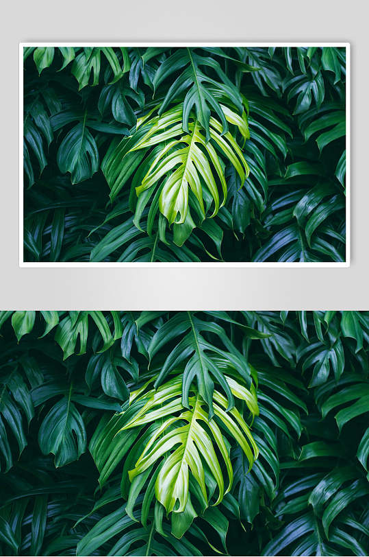 清新绿植物叶子高清图片 植物摄影图