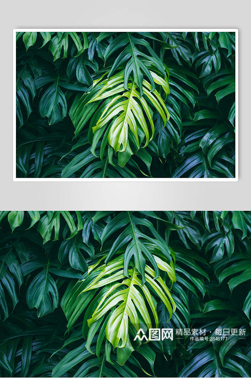 清新绿植物叶子高清图片 植物摄影图素材