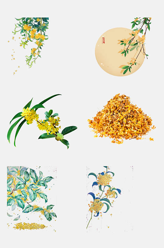 桂花花卉图片-桂花花卉素材下载-众图网
