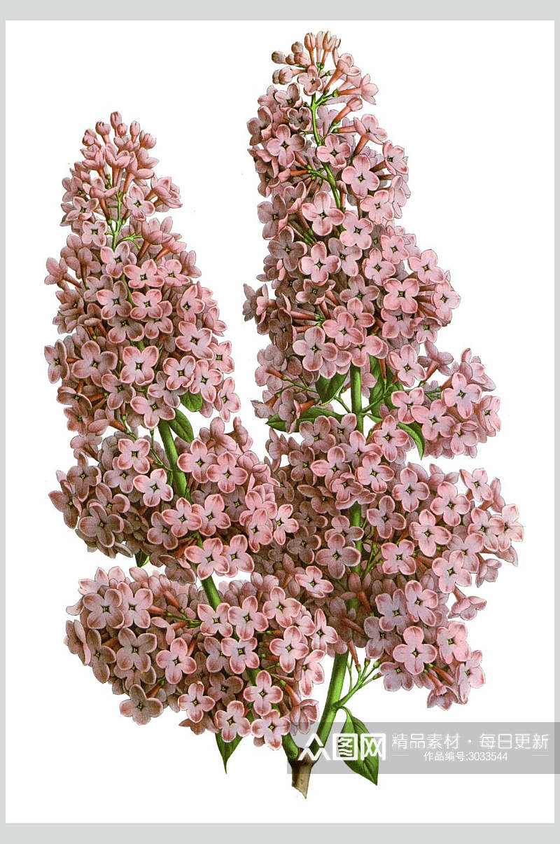 粉色鲜花花卉素材素材