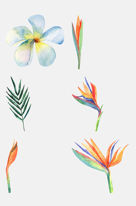 炫彩热带植物图片-炫彩热带植物素材下载-众图网