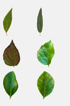 绿色树叶落叶免抠元素