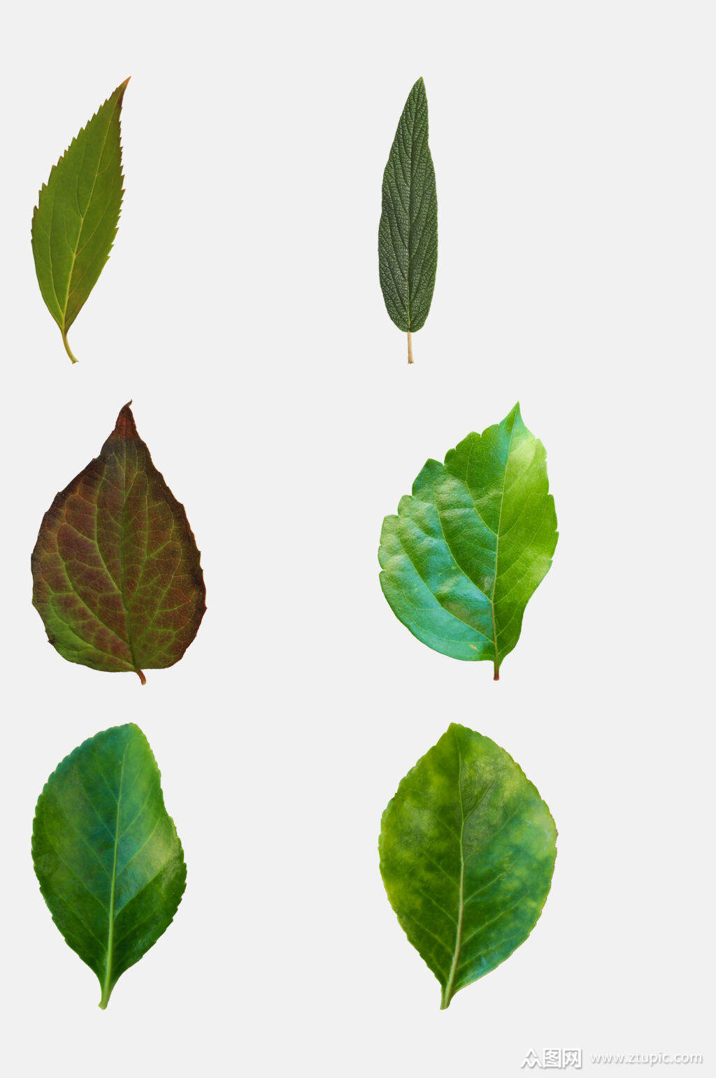 绿色树叶落叶免抠元素