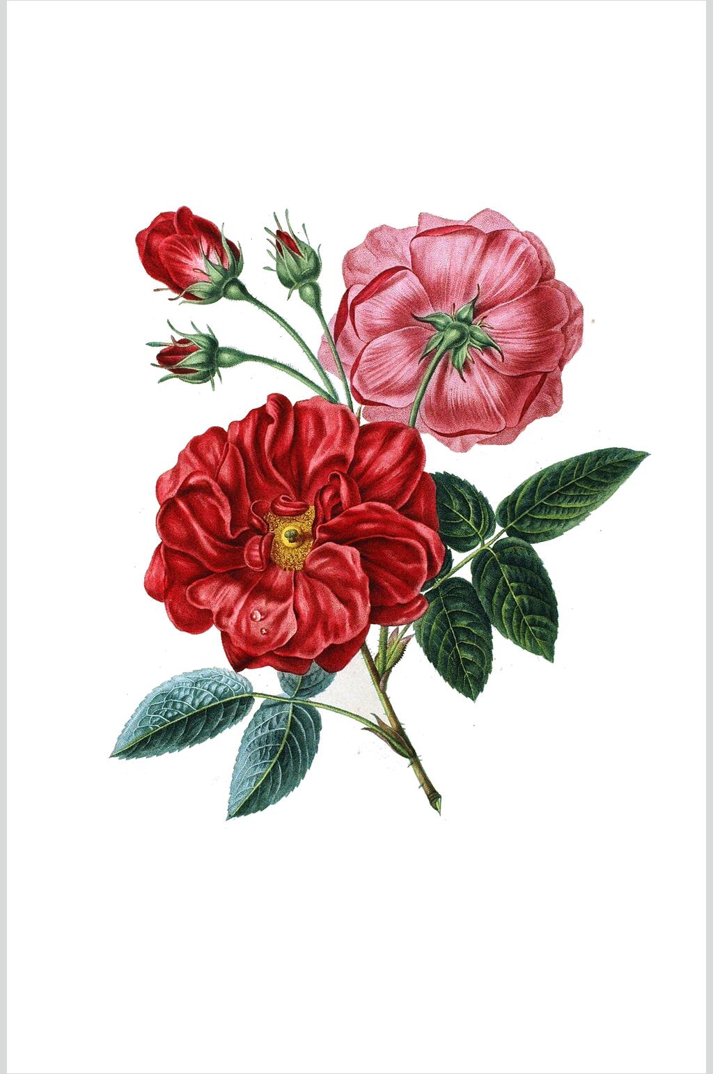 白底唯美鲜花花卉设计素材素材