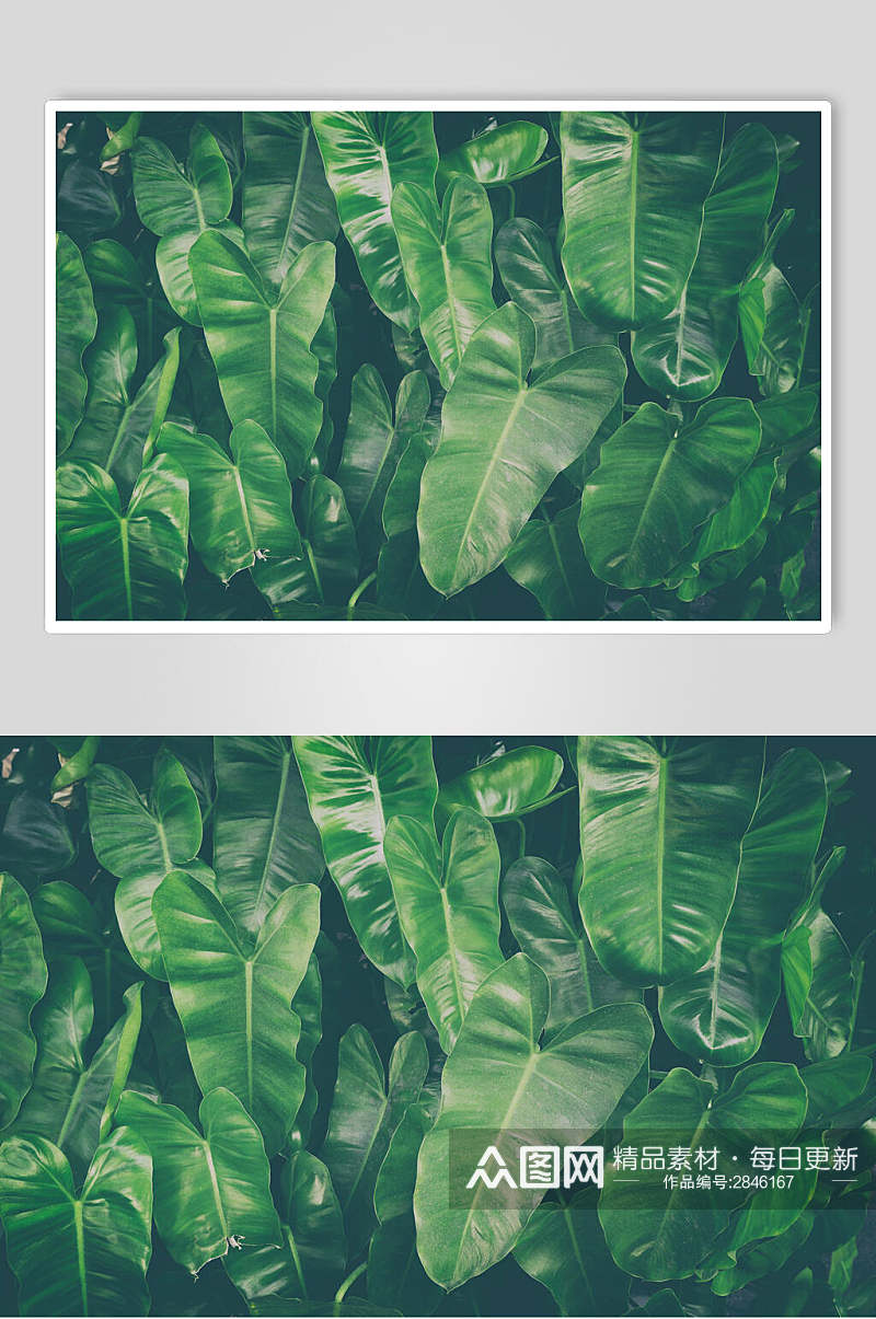 热带植物叶子图片素材