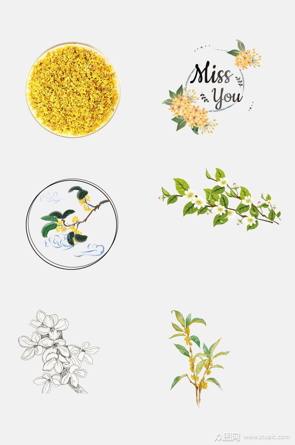 简约桂花免抠元素素材