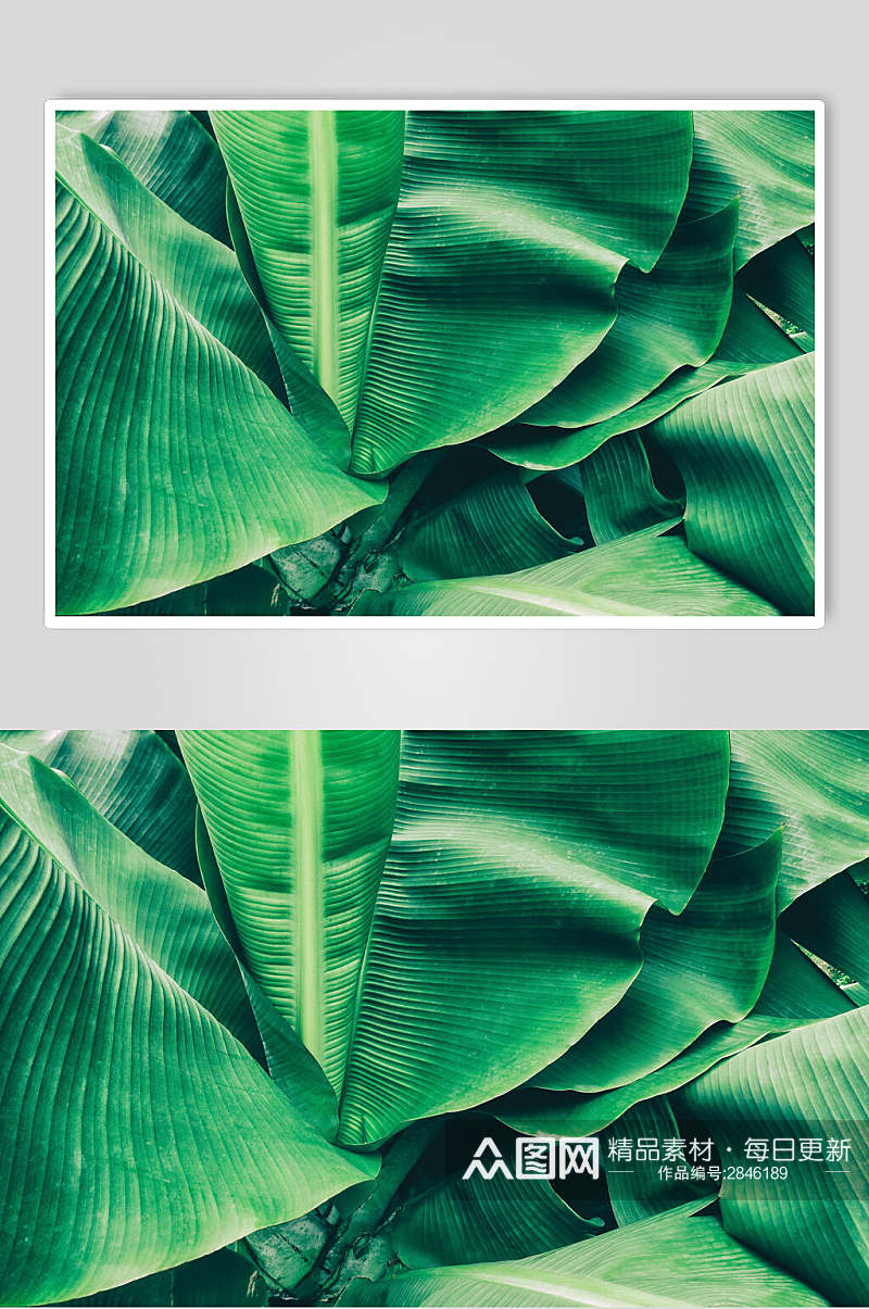 清新绿色芭蕉植物叶子高清图片素材