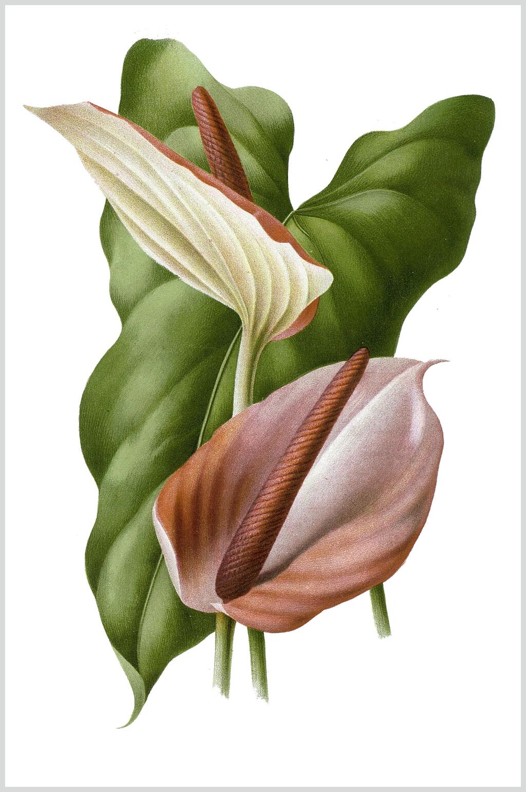 清新唯美鲜花花卉素材素材