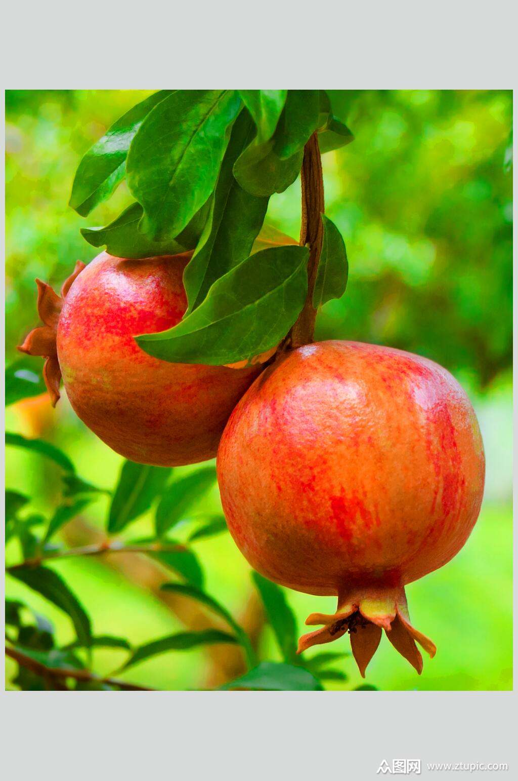 清新美味石榴摄影图片模板下载-编号2845424-众图网
