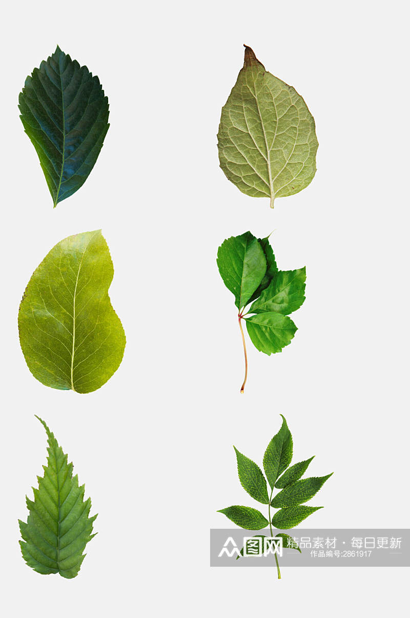 绿色简洁树叶落叶免抠元素素材