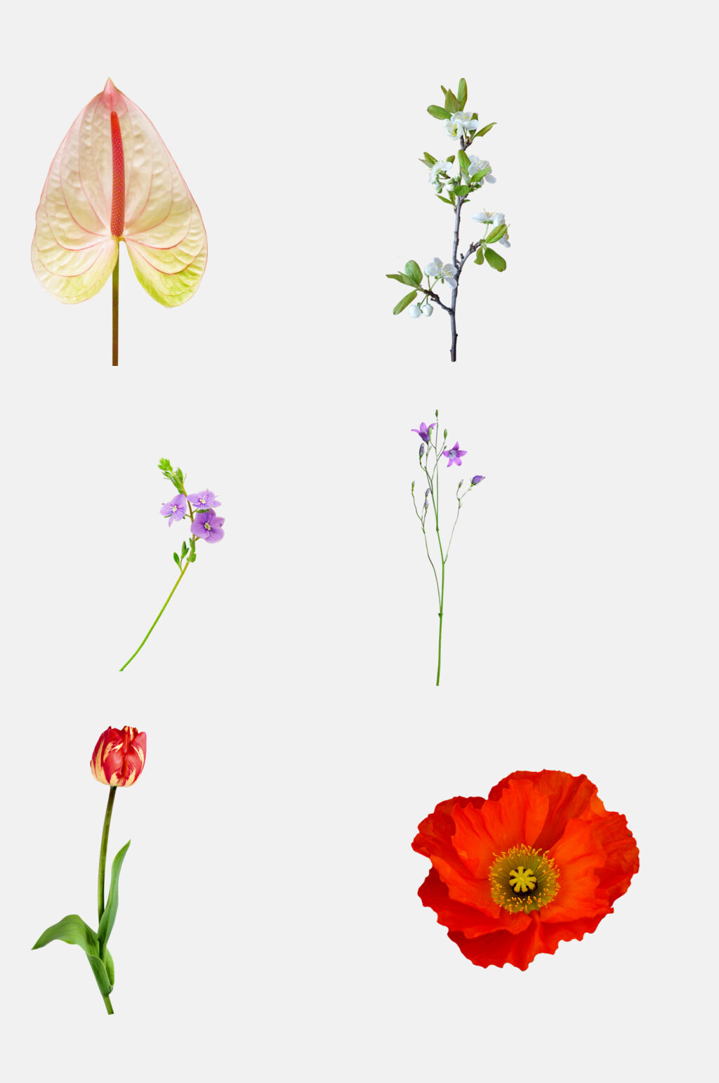 简约大气鲜花植物免抠元素素材